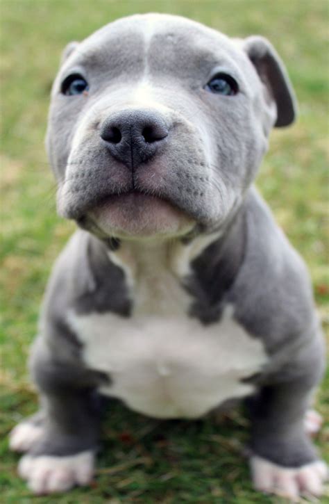 Blue nose pit puppies - Feb 22, 2024 · The Blue Nose Pitbull is a healthy dog breed. Their life expectancy is about 8 to 15 years! Sadly, these dogs can be prone to health problems like any other breed. 